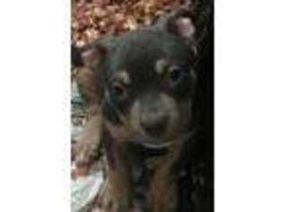 Mutt Puppy for sale in Sidney, NY, USA