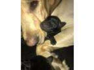 Labrador Retriever Puppy for sale in Pasco, WA, USA