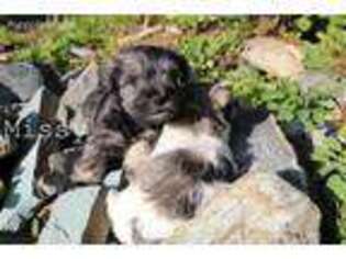 Mutt Puppy for sale in Trego, MT, USA