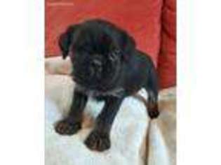 Brussels Griffon Puppy for sale in Arundel, ME, USA