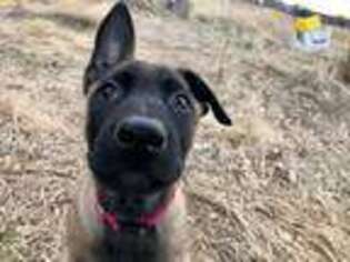 Belgian Malinois Puppy for sale in Meridian, ID, USA