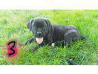 Cane Corso Puppy for sale in Salina, UT, USA