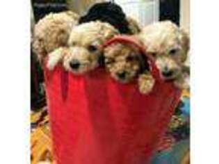Goldendoodle Puppy for sale in Pawtucket, RI, USA
