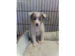 Shetland Sheepdog Puppy for sale in Greenville, TX, USA