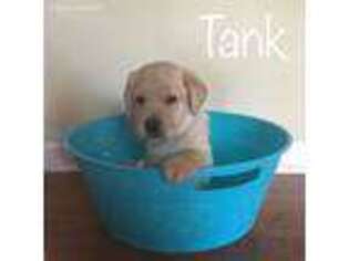 Mutt Puppy for sale in Glens Falls, NY, USA