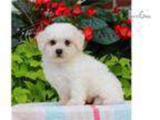 Bichon Frise Puppy for sale in Harrisburg, PA, USA