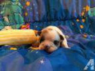 Bulldog Puppy for sale in BELLA VISTA, AR, USA