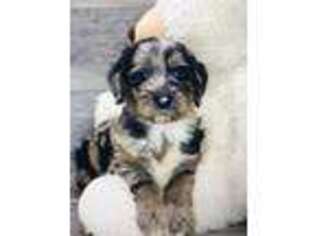 Mutt Puppy for sale in Goldsboro, NC, USA