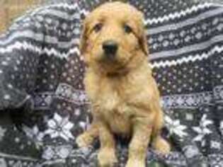 Goldendoodle Puppy for sale in Andrews, SC, USA
