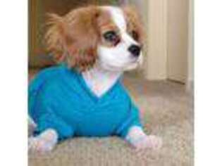 Cavalier King Charles Spaniel Puppy for sale in Auburn, WA, USA