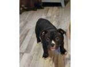 Mutt Puppy for sale in Greeley, CO, USA