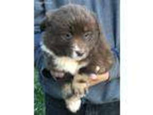 Miniature Australian Shepherd Puppy for sale in Lindsay, CA, USA