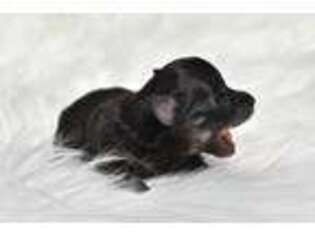 Maltipom Puppy for sale in Beaverton, AL, USA