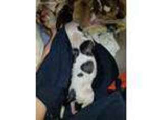 American Bulldog Puppy for sale in Albion, MI, USA