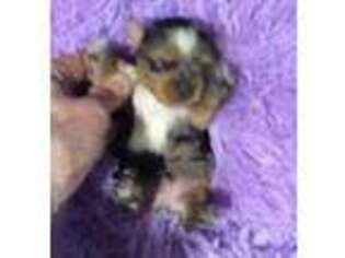 Yorkshire Terrier Puppy for sale in Somerset, KY, USA