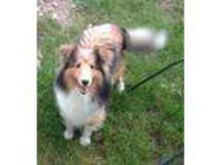 Shetland Sheepdog Puppy for sale in Rome, NY, USA