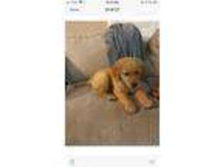 Golden Retriever Puppy for sale in Paris, TX, USA