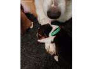 Pembroke Welsh Corgi Puppy for sale in Louisville, OH, USA