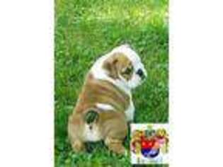 Bulldog Puppy for sale in FRANKLIN, OH, USA