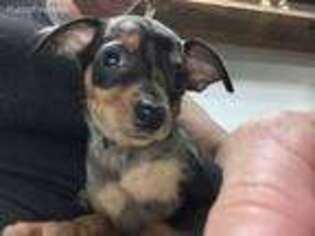 Miniature Pinscher Puppy for sale in Sussex, NJ, USA