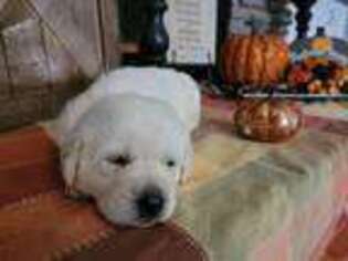 Labrador Retriever Puppy for sale in Polk City, FL, USA
