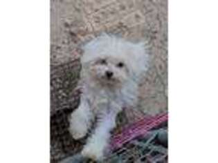 Maltese Puppy for sale in Crawford, TX, USA