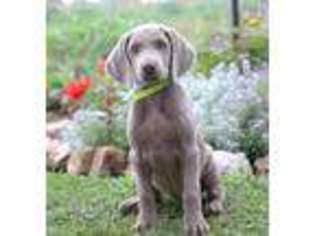 Weimaraner Puppy for sale in Lancaster, PA, USA