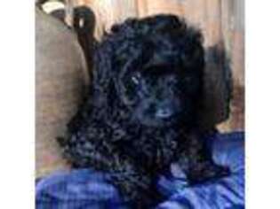 Mutt Puppy for sale in Albertville, AL, USA