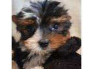 Biewer Terrier Puppy for sale in Jefferson, SC, USA