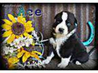 Australian Shepherd Puppy for sale in Waco, TX, USA
