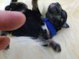 Mutt Puppy for sale in Selah, WA, USA