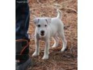 Jack Russell Terrier Puppy for sale in Arkadelphia, AR, USA