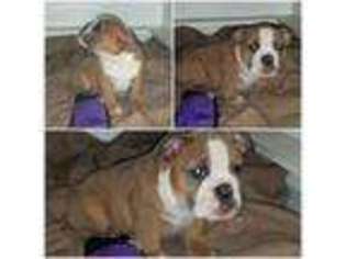 Miniature Bulldog Puppy for sale in Okmulgee, OK, USA