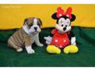 Bulldog Puppy for sale in Niangua, MO, USA