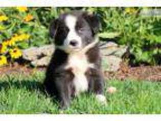 Border Collie Puppy for sale in Lancaster, PA, USA