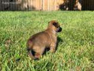 Belgian Malinois Puppy for sale in Melbourne, FL, USA