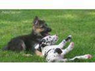 German Shepherd Dog Puppy for sale in Parker, SD, USA