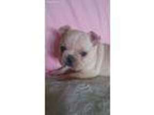French Bulldog Puppy for sale in Chilhowee, MO, USA