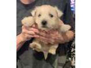 West Highland White Terrier Puppy for sale in Bethel, PA, USA