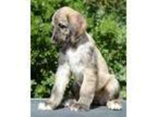 Afghan Hound Puppy for sale in Oak Harbor, WA, USA