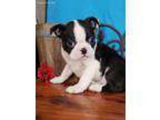 Boston Terrier Puppy for sale in Novinger, MO, USA