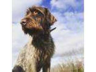 German Wirehaired Pointer Puppy for sale in Golden, MS, USA