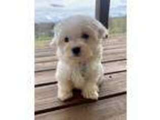 Maltese Puppy for sale in Westfield, IN, USA