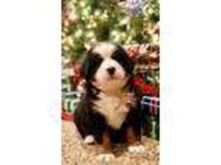 Bernese Mountain Dog Puppy for sale in Greenfield, OH, USA