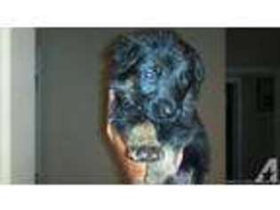 German Shepherd Dog Puppy for sale in KENOSHA, WI, USA