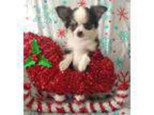 Chihuahua Puppy for sale in Newport, ME, USA