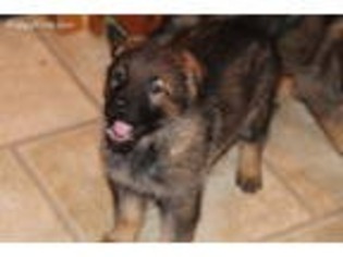 Mutt Puppy for sale in Laurelville, OH, USA