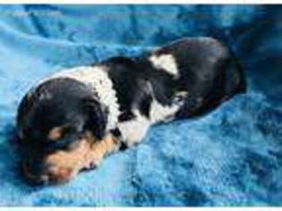 Dachshund Puppy for sale in Live Oak, FL, USA