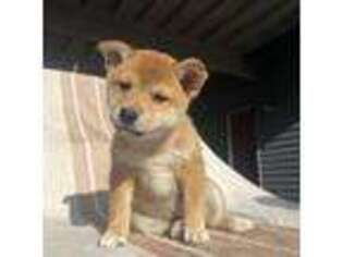 Shiba Inu Puppy for sale in Auburn, WA, USA