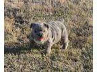 Bulldog Puppy for sale in Haskell, OK, USA